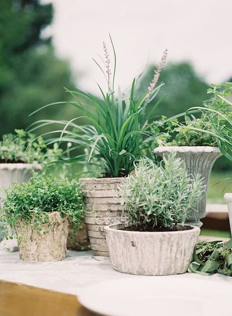 A fresh and unexpected alternative to floral centerpieces? Potted plants! Potted Plant Centerpieces, Affordable Wedding Decorations, Plant Centerpieces, Unique Wedding Centerpieces, Expensive Flowers, Beautiful Wedding Centerpiece, Tattoo Plant, You Are My Moon, Unique Wedding Flowers