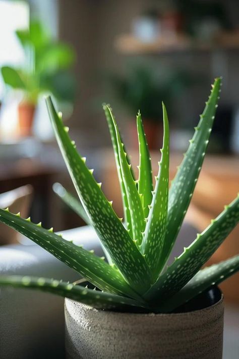 How To Make Aloe Vera Grow Faster: Boosting Growth Medicinal Aloe Vera Plant, Aloe Vera Plant Aesthetic, Aloe Vera Aesthetic, Alovera Plant, Aloe Vera Tree, Types Of Aloe Plants, Aloe Vera Plant Care, Growing Aloe Vera, Aloe Plants