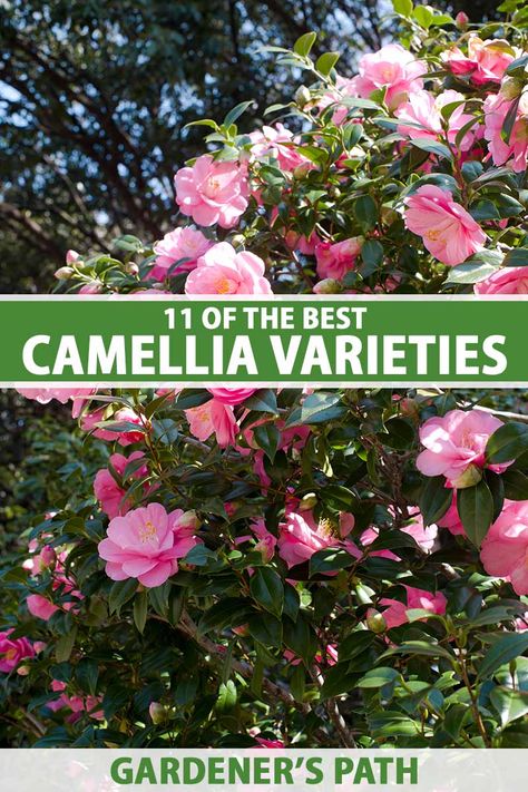 A vertical image of a camellia shrub in full bloom in the fall garden pictured in bright sunshine on a soft focus background. To the center and bottom of the frame is green and white printed text. Camellias In Landscaping, Camellia Tree Landscaping, Camellia Landscaping Front Yards, Camellia Bush Landscaping, Camellia Garden Design, Camillia Bush Landscape, Camilla Tree Landscape, Camellia Landscaping, Camellia Hedge Gardens