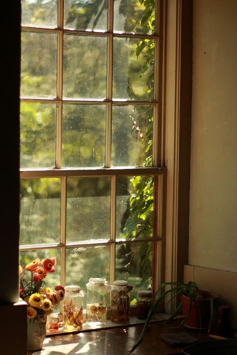 Straw Flowers & Chives in vinigar | Flickr - Photo Sharing! An Open Window, Beautiful Windows, Trondheim, Flowers Wallpaper, Window View, Through The Window, Celebrate Christmas, Open Window, Cheap Home Decor