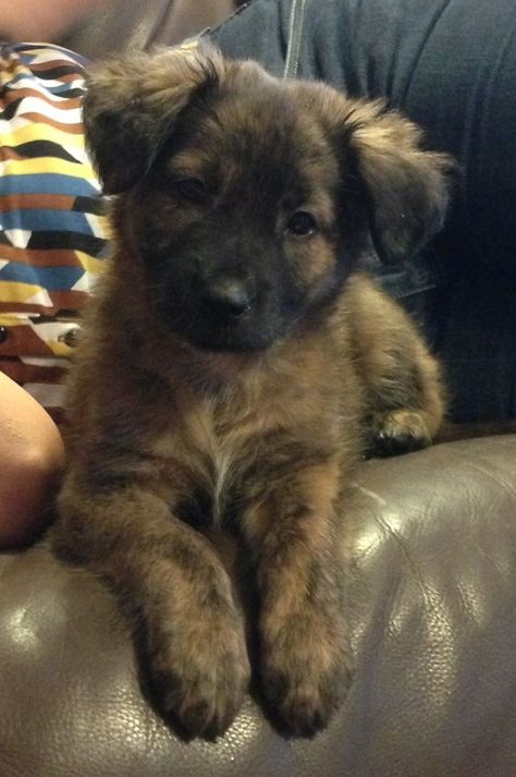 Golden Retriever / German Shepherd Mix Australian Shepherd Husky, German Shepherd Mix Puppies, Black Golden Retriever, Shepherd Mix Puppies, German Shepherd Mix, Golden Retriever Mix, Yorkshire Terrier Puppies, Rhodesian Ridgeback, Retriever Puppy