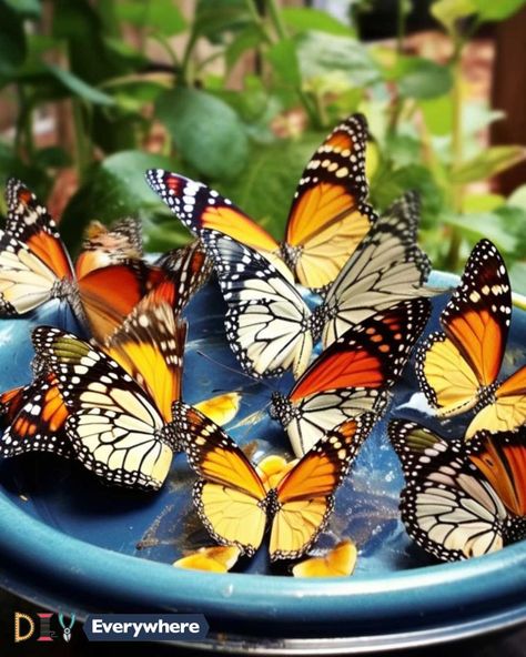 7 easy DIY butterfly feeder ideas & how to get endless butterflies Butterfly Garden Ideas, Easy Diy Butterfly, Butterfly Feeders, Butterfly Feeder, Mason Jar Design, Helpful Hacks, Butterfly Species, Small Flower Pots, Diy Butterfly