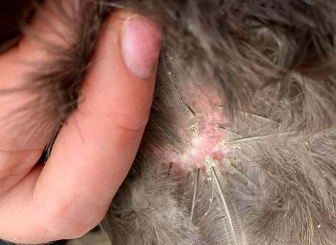 Chicken Mites and Lice: How to Get Rid in 3 Weeks How To Treat Chicken Mites, How To Get Rid Of Chicken Mites, How To Get Rid Of Mites On Chickens, Chicken Mites Signs, Chicken Lice How To Get Rid Of, Chicken Lice And Mites, Mites On Chickens, Classy Chicken, Chicken Mites