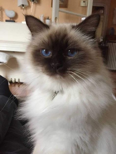 Hypoallergenic Cats Siberian, Birman Cat Aesthetic, Himalayan Cats, Balinese Cat, Food Cat, Birman Cat, Himalayan Cat, Dream's Cat, Cat Breed