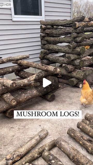 Crystal Schmidt on Instagram: "✨SHIITAKE MUSHROOMS!✨  One of the coolest, most rewarding, highest ticket items we grow on our homestead!  We inoculated these shiitake mushroom logs one year ago, and they’ve been incubating in our woods ever since. We stacked them up today in their final resting place and expect them to start popping out mushrooms soon!  ————————— #homegrown #shiitake #mushroomlogs #growmushrooms #growshiitakes gardening #organicgarden" Mushroom Logs, Growing Shiitake Mushrooms, Mushroom Cultivation, Garden Mushrooms, Food Medicine, Shiitake Mushroom, Resting Place, One Year Ago, Schmidt