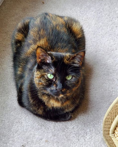 Tortoise Cats, Tortoise Shell Cat Aesthetic, Tortoise Shell Cats, Tortoiseshell Cat Personality, Dilute Tortoiseshell Cat, Tortie Cat, Tortoiseshell Cats, Diluted Tortoiseshell Cat, Muted Tortoise Shell Cat