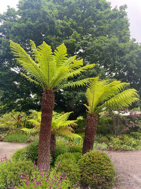 3 wonderful Dicksonia antarctica - tree ferns Dicksonia Antarctica, Tree Fern, Wonder, Plants