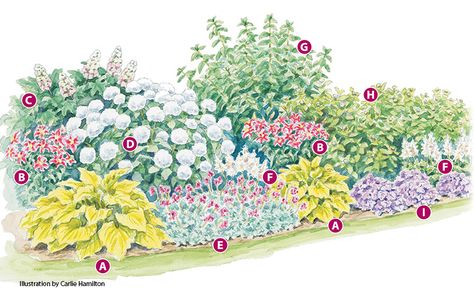 Blooming Perennials, Perennial Garden Plans, Big Leaf Hydrangea, Flower Garden Plans, Zinnia Flowers, Hydrangea Garden, Sun Perennials, Planting Plan, Hydrangea Not Blooming