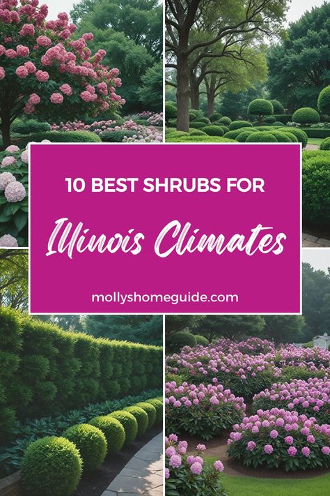 Discover the best shrubs for Illinois gardens with our selection of native plants suited for Zone 5 perennials. Enhance your Illinois landscape with these top choices that thrive in the region's climate. Explore a variety of native shrubs perfect for Illinois gardens, including options that are easy to care for and visually appealing. Our collection features the best native shrubs specifically curated for Illinois, ensuring a vibrant and sustainable garden year-round. Zone 5 Plants Perennials, Landscaping With Shrubs, Illinois Landscaping Ideas, Michigan Landscaping Ideas, Zone 4 Flowering Shrubs, Low Mounding Shrubs, Zone 5 Landscaping, Native Plant Landscaping Midwest, Illinois Native Plants Gardens