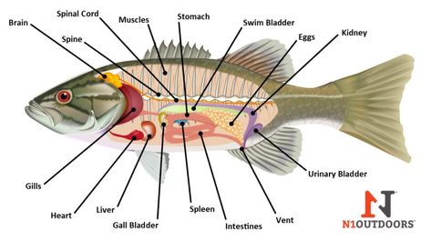 diagram of the internal anatomy of a fish Parts Of A Fish, Fish Infographic, Fish Anatomy, Fruits Name In English, Fish Chart, Mobil Mustang, Florida Fish, Fish Activities, Fish Model