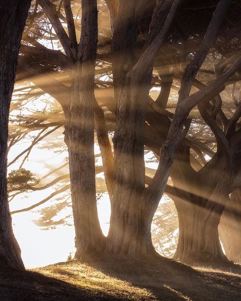 Rings Of Power Aesthetic, Middle Earth Aesthetic, Sun Shining Through Trees, Lord Of The Rings Rings, Cloudy Mountains, Power Aesthetic, Earth Aesthetic, Tolkien Elves, Aesthetic Light