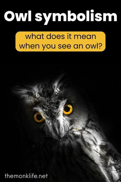 What is owl symbolism? what does it mean when you see an owl? Owl Sighting Meaning, Owl Spirit Animal Meaning, Owl Meaning, Witchy Symbols, Owl Symbolism, Cultures Of The World, Spirit Animal Meaning, Night Meaning, Animal Meanings