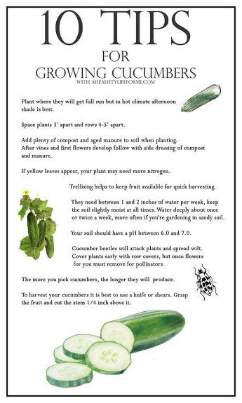 Growing Cucumbers, Garden Veggies, Veg Garden, Home Vegetable Garden, Organic Gardening Tips, Honey Bees, Food Garden, Fruit Garden, Veggie Garden