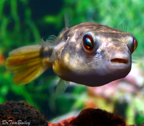 Fahaka Pufferfish, Featured item. #fahaka #puffer #fish #petfish #aquarium #aquariums #freshwater #freshwaterfish #featureditem Fahaka Puffer Fish, Best Fishing Knot, Underwater Sea Life, Sea Stuff, Sea Mammal, I Love The Ocean, Bubble Bubble, Freshwater Aquarium Fish, Underwater Sea