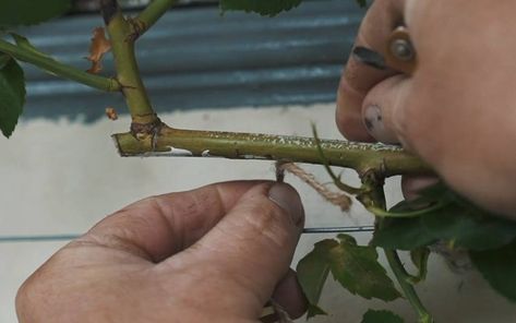 How To Train and Tie-in Climbing and Rambling Roses The English Roses, Wall Pergola, Cottage Garden Roses, Rambling Roses, Rooting Roses, Floribunda Roses, Rose Arbor, Rambling Rose, Climbing Flowers