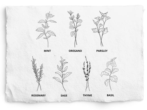 Bouquet Of Herbs Tattoo, Parsley Tattoo Design, Basil Line Drawing, Rosemary Line Drawing, Sage Line Drawing, Fine Line Rosemary Tattoo, Herb Tattoos For Women, Sage Sprig Tattoo, Witchy Herb Tattoo