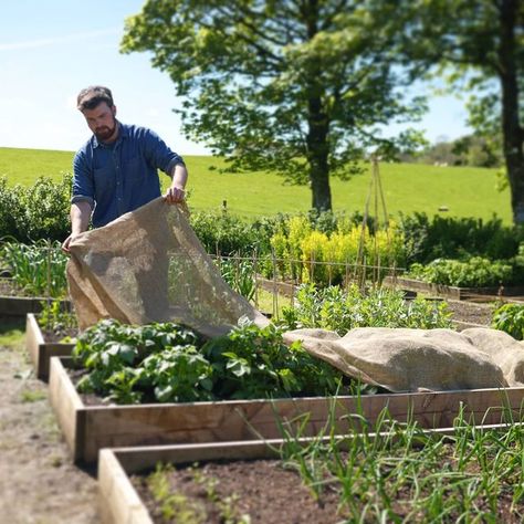 Huw Richards on Instagram: "Hopefully that's the last of the frost scares! A photo from 2 days ago taking the hessian off the spuds. Now it's time to steam ahead with sowing and transplanting the more tender crops🌱 #growyourownfood #raisedbedgardening #kitchengarden #organicgardening" Huw Richards Garden, Grow Your Own Food, Kitchen Garden, Raised Beds, Organic Gardening, Then And Now, My Garden, Garden Design, Steam