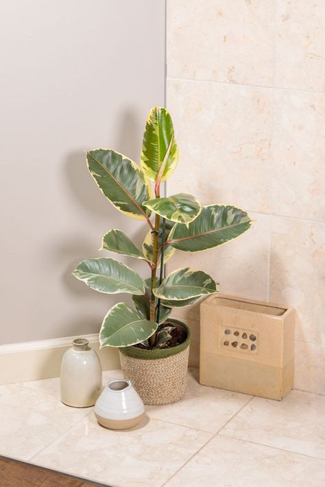 Ficus elastica 'Tineke' (Rubber Tree) Ficus Tineke, Proven Winners Plants, Live Indoor Plants, Paradise Plant, Orchid Bark, Ficus Elastica, Rubber Plant, Palm Plant, Low Light Plants