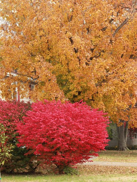 Celastraceae Euonymus alatus Euonymus Alatus Compactus, Euonymus Alatus, Autumn Garden, Trees And Shrubs, Heaven On Earth, Garden Planning, Garden Design, Flowers, Plants