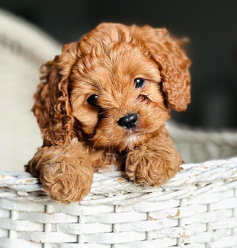 Adore Puppies | CAVAPOO PUPPIES FOR SALE Teacup Cockapoo, Small Puppy Breeds, Mini Cavapoo, Teacup Dog Breeds, Forever Puppy, Cavapoo Dogs, Designer Dogs Breeds, Teacup Dog, Maltipoo Puppies