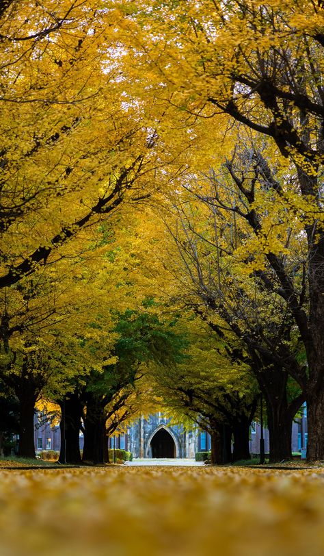 Ginko leaves of Tokyo University – late November by jokimoto The post Ginko leaves of Tokyo University – late November appeared first on Alo Japan. University Of Tokyo, Tokyo University, Japan University, Japan Photo, Pictures Of People, United Arab Emirates, Great Lakes, Public Transport, Taking Pictures