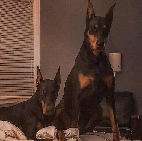 Doberman, Pet, Dogs, Black