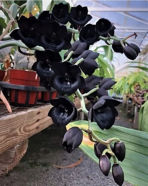 Dark House Plants, Dark Wildflowers, Goth Plants, Gothic Greenhouse, Gothic Gardens, Indoor Orchid Care, Dark Plants, Wedding Foliage, Black Succulents