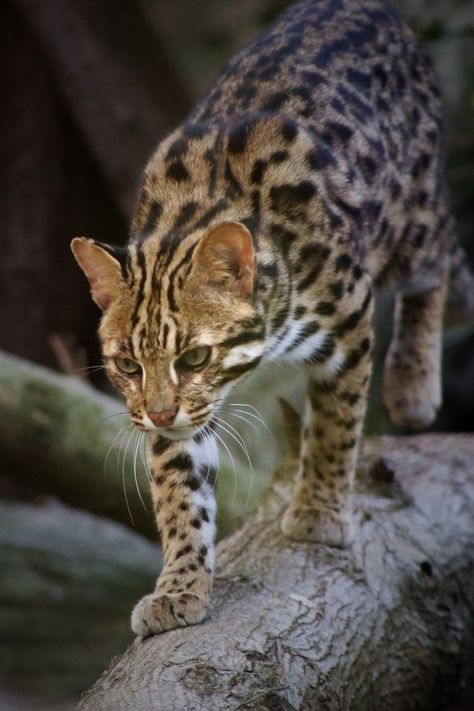 Leopard Cat - ZooChat Visayan Leopard Cat, Asian Leopard Cat, Leopard Cat, Baboon, Bengal Cat, Big Cats, Wild Cats, Beautiful Creatures, Animals Wild