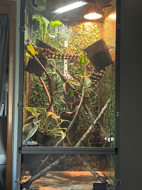 Chameleon Enclosure Ideas, Panther Chameleon Enclosure, Chameleon Cage Setup Ideas, Chameleon Cage Ideas, Diy Chameleon Enclosure, Chameleon Set Up, Bioactive Chameleon Enclosure, Chameleon House, Cuban False Chameleon Enclosure