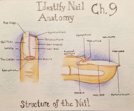 Drawing of nail anatomy by Robin Mathews Nail Anatomy, Cosmo School, School Portfolio, Naild It, Business Plan, Business Planning, Anatomy, Portfolio, How To Plan