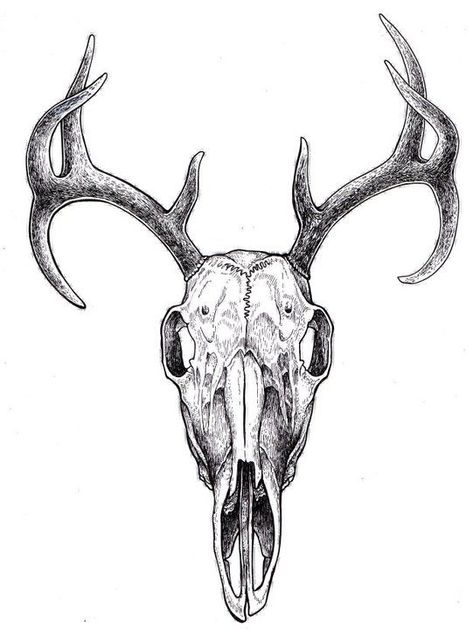 Deer Skull Drawing, Animal Skull Drawing, Antler Tattoo, Deer Skull Tattoos, Tier Tattoo, Skull Reference, Deer Skull, Deer Skulls, 1 Tattoo