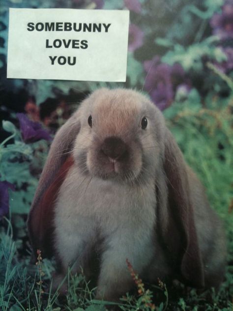 Somebunny loves you! Bunny Puns, English Lop, Somebunny Loves You, Raising Rabbits, Some Bunny Loves You, House Rabbit, Bunny Pictures, Easter Peeps, Funny Bunnies