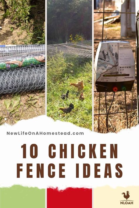 Chickens can be tricky to keep contained, but with the right fence, it is possible. Learn about 10 good options for chicken fencing here. #chickens #DIY #livestock #homesteading Chicken Fence Ideas, Fence Ideas Diy, Chicken Fencing, Chicken Coop Building Plans, Chicken Fence, Chicken Feeders, Fencing Ideas, Future Farms, Chicken Coop Plans