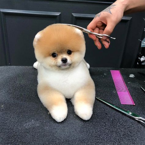 Awkward Trend: Round Dog Haircuts Pomeranian Haircut, Dog Images Hd, Boo The Dog, Pom Dog, Cute Dogs Images, Dog Haircuts, Dog Cuts, Puppy Cute