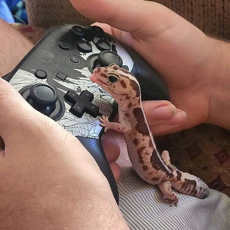 Leopard Geckos Habitat Ideas, Lepored Geko, Leopard Gecko Aesthetic, Fancy Leopard Gecko, Albino Gecko, Cute Geckos, Reptiles Aesthetic, Gecko Aesthetic, Lizard Aesthetic