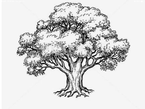 Oak Tree Drawings, Tree Drawing Simple, Yew Tree, Tree Sketch, Tree Doodle, Sketch Ink, Tree Drawings Pencil, Tree Sketches, Hand Drawn Vector Illustrations