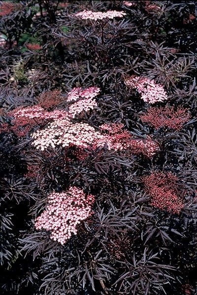 Sambucus Nigra Black Lace, Composting Ideas, Helping Nature, Sambucus Nigra, Grow From Seed, How To Make Compost, Goth Garden, Planting Design, Garden Compost