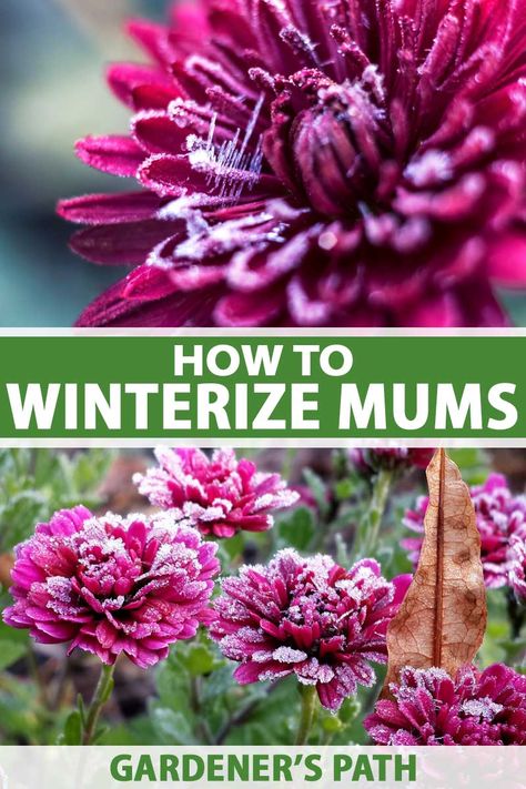 You’ve enjoyed their vibrant autumn color and now winter is creeping in. But what if you’re not ready to say goodbye to your mums? It seems so wasteful to toss them. Our guide will show you how to overwinter your plants so you can enjoy them year after year, from fall prep to spring care. #mums #garden #gardenerspath Winter Garden Ideas, Not Ready To Say Goodbye, Hardy Mums, Caring For Mums, Planting Mums, Fall Prep, Homecoming Freshman, Garden Mum, Fall Mums