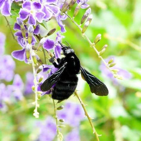 Large Black Bumble Bees California | Recent Photos The Commons Getty Collection Galleries World Map App ... Bumble Bee Photo, Big Bumble Bee, Fluffy Bumble Bee, Bumble Bee Close Up, Black Bumble Bee, Bumblebees Sleeping In Flowers, Bee Sign, Black Bee, Black Wood