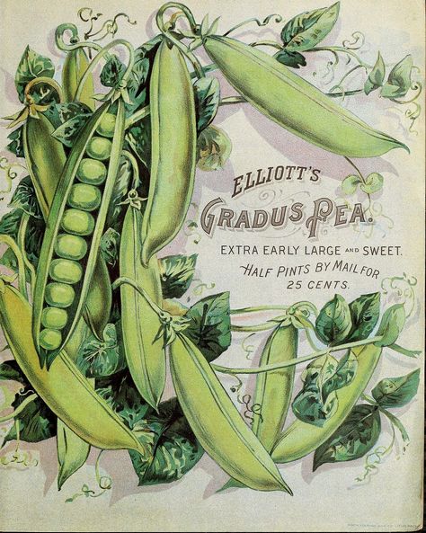 https://flic.kr/p/qLvsBm | n8_w1150 | Wm. Elliott & Sons seedsmen :. New York :Wm. Elliott & Sons,1899.. biodiversitylibrary.org/page/42504266 Vintage Seed Packets, Seed Catalogs, Images Vintage, Seed Packets, Botanical Drawings, Alam Yang Indah, Vintage Labels, World Art, Botanical Illustration