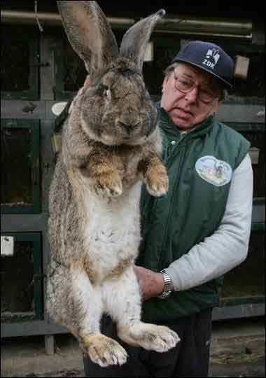 flemish rabbit images | 19 Flemish Giant Bunny Rabbits for Sale in Orem, UT. Are you looking ... Flemish Giant Rabbit, Giant Rabbit, Giant Bunny, Flemish Giant, Big Bunny, Big Animals, Bunny Rabbit, Animal Kingdom, Easter Bunny