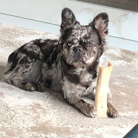 Fluffy Frenchie Full Grown, Fluffy French Bulldog Puppies, Fluffy French Bulldog Full Grown, Fluffy Frenchie Puppy, French Bulldog Merle, Long Haired French Bulldog, Fluffy French Bulldog, Fluffy Frenchie, French Bulldog Prices