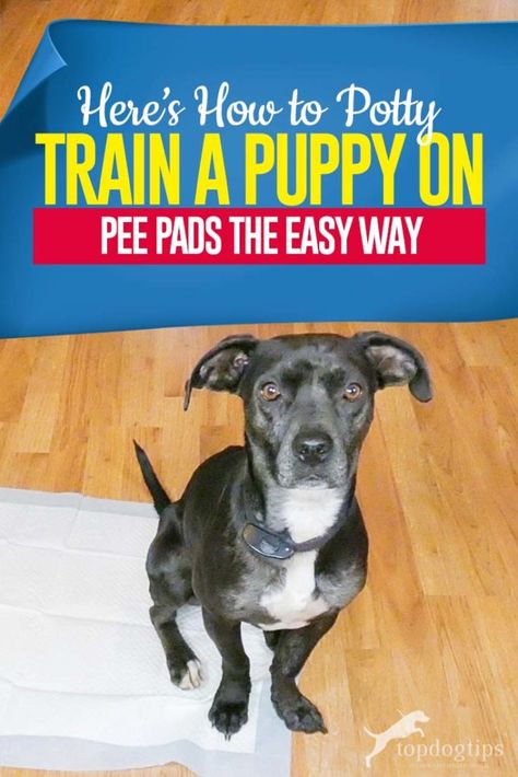 Train A Puppy, How To Potty Train, Puppy Pads Training, House Training Puppies, Dog Pee Pads, Potty Pads, Dog Potty Training, Potty Train, House Training Dogs