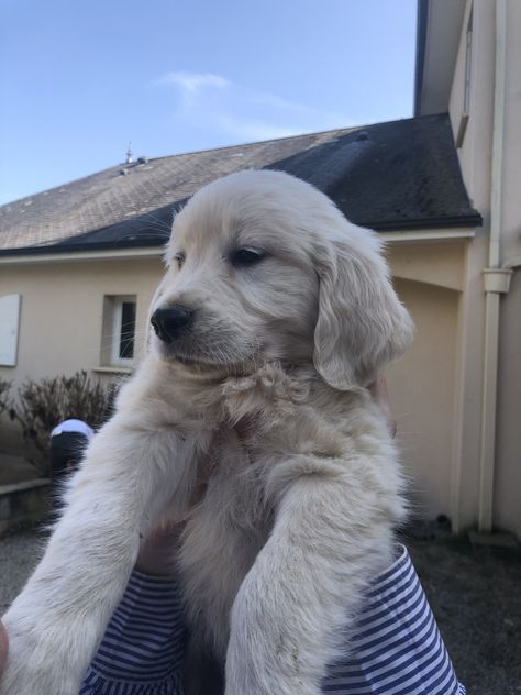 English Cream Golden Retriever Aesthetic, White Golden Retriever Aesthetic, English Cream Golden Retriever Puppy, White Labrador Puppy, Cream Retriever, White Golden Retriever Puppy, White Retriever, White Golden Retriever, English Cream Golden Retriever