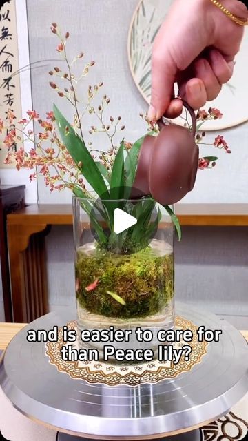 Home Gardening on Instagram: "What plants smells better than perfume #indoorplants #homegarden #houseplants #plants #garden #indoorgarden #dancingdollorchid #orchid" Growing Plants Indoors, Home Gardening, Plants Garden, Peace Lily, Growing Plants, Indoor Garden, Garden Landscaping, Indoor Plants, Garden Plants