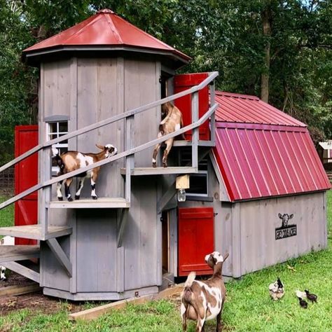 This charming goat barn is perfect for your energetic pets! We've all seen the photos of goats climbing to the tops of trees, ascending almost vertical cliffs, always trying to get that higher vantage point to browse the tenderest greens. Goats love to climb, and they will love this barn and climbing silo! 

Barn: 8x8, Roof Peak: 8'
Silo: 5', Roof Peak: 10'6"
Gray Stain, Red Doors
Red Metal Roof

Also pictured, 
8x8 Barn, with a 5' Silo
Rustic Cedar Stain
Green Metal Roof Green Metal Roof, Red Metal Roof, Kiko Goats, Goat Playground, Goat Milking, Red Doors, Cedar Stain, Chicken Shed, Goat House