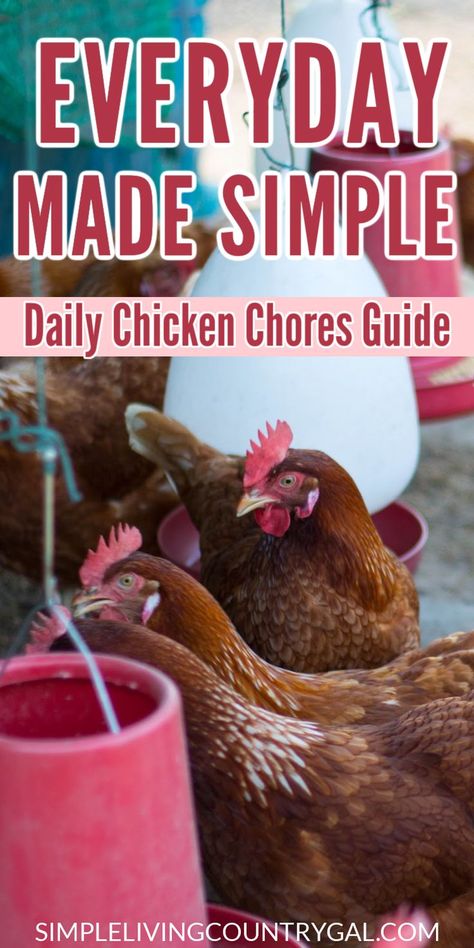 Daily Chores for Healthy Backyard Chickens that you can do in just a few minutes. A little goes a long way with your flock when it comes to food, water, healthcare, safety and a flock that is happy and laying eggs every day. Nesting Boxes Diy, Chicken Flock, Baby Chicks Raising, Chicken Nesting Boxes, Backyard Chicken Farming, Daily Chores, Raising Backyard Chickens, Backyard Flocks, Chicken Coop Designs