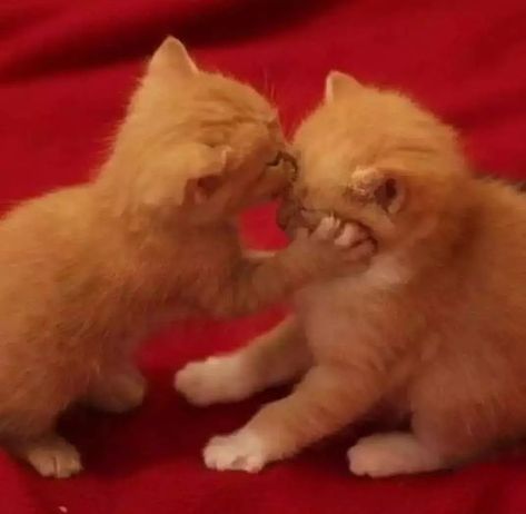 kitty’s Cat Giving Kiss, 2 Cats Kissing, Cat Flirting Pics, Kittens Kissing, Cat Kissing, Kissing Cats, Cats Kissing, Kiss Cat, Cat Kiss