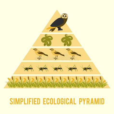 Ecosystem Anchor Chart, Ecosystem Poster, Pyramid Illustration, Ecological Pyramid, Fancy Stationery, Desert Ecosystem, Energy Pyramid, Diagram Chart, Anchor Chart