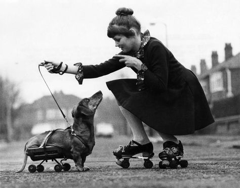 Vintage Dog Photos, Vintage Dachshund, Disabled Dog, Weenie Dogs, Airedale Terrier, Dachshund Love, Weiner Dog, Roller Derby, Vintage Dog